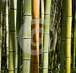 Timber Bamboo