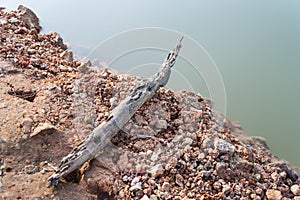 Timber on the bank