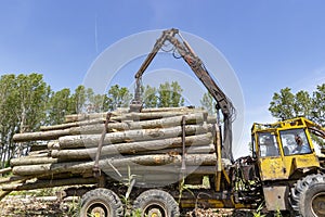 Timber Crane With Log Trailer in Action