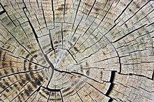 Timber Cross Section