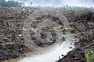Timber cutting, destruction of our environment