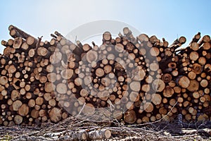 Timber cutting. Stack of spruce logs