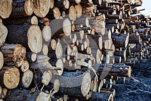 Timber cutting. Stack of spruce logs