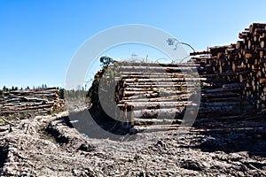 Timber cutting. Stack of spruce logs