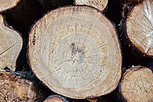 Timber cutting. Stack of spruce logs