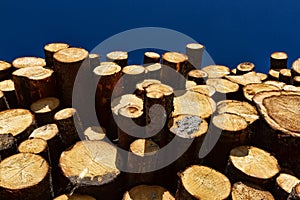 Timber cutting. Stack of spruce logs