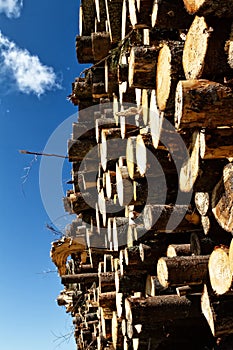 Timber cutting. Stack of spruce logs