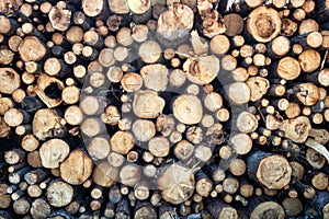 Timber cutting. Stack of spruce logs
