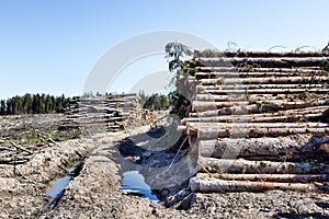 Timber cutting. Stack of spruce logs