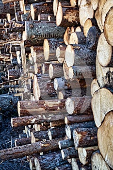 Timber cutting. Stack of spruce logs