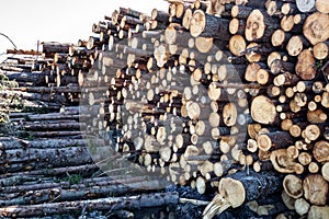 Timber cutting. Stack of spruce logs