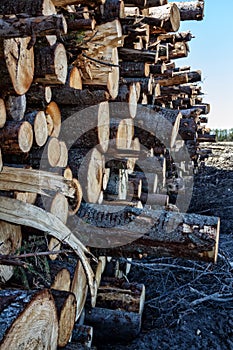 Timber cutting. Stack of spruce logs