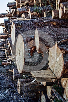 Timber cutting. Stack of spruce logs