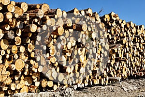 Timber cutting. Stack of spruce logs