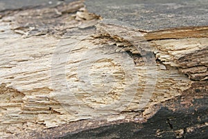 Timber decayed in forest