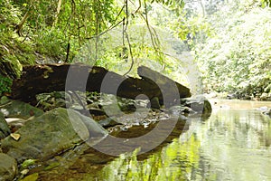 Timber on embankment beside rive in forest