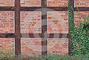 Timber-framed red brick wall partly covered with ivy