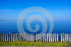Timber groins at the calm sea by blue sky, coastal landscape with wind park