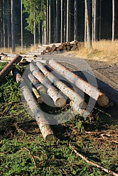 Timber harvesting