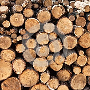 Timber harvesting