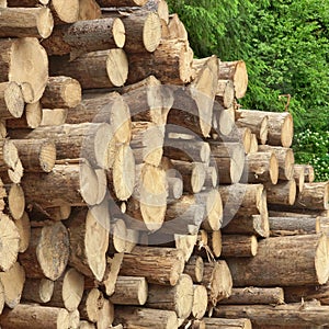 Timber Harvesting For Lumber Industry Or Wooden Housing Constru