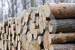 Timber heap in the woods