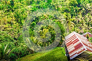 A timber hut surrounded by jungle forest in Gunung Kawi, Bali, Indonesia, Asia