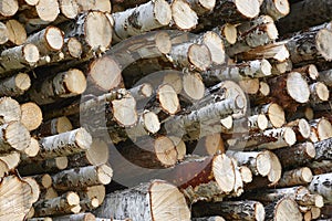 Timber industry in Finland. Stacked birch trees. Nature background