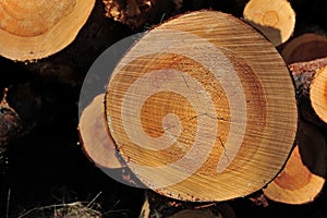 Timber Log Closeup