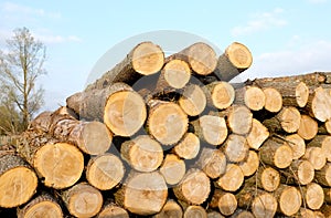 Timber Log stack photo