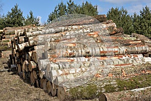 Timber logging in forest. Freshly cut pine tree logs