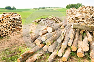 Timber logs