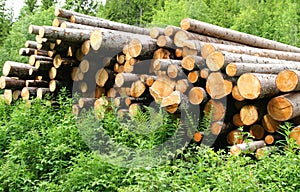 Timber logs