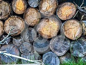 Timber logs background