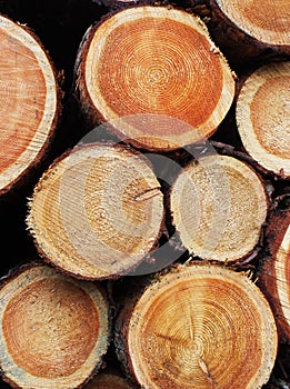 Timber logs background