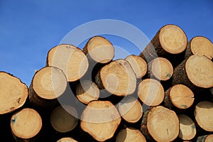 Timber Logs and Blue Sky