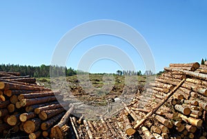 Timber Logs at Clear Cut