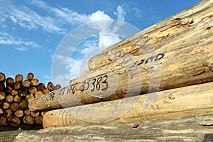 Timber logs in the depot