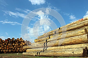 Timber logs in the depot