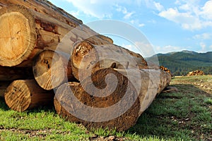 Timber logs in the forest