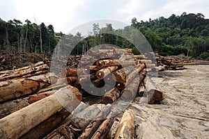 Timber logs