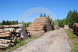 Timber Logs By Forest Road