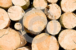Timber logs