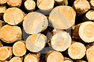 Timber logs