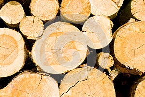 Timber logs