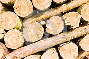 Timber logs