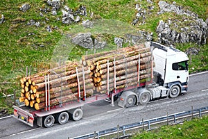 Timber logs on truck trailer