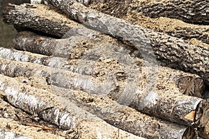 Timber. old logs