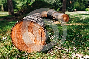 Timber in park, cut down pine tree on the ground