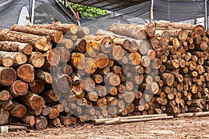 Timber piled in a lumber yard, dry wood material